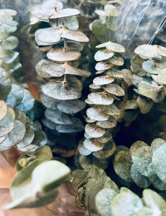 In Shop, Eucalyptus Bunch